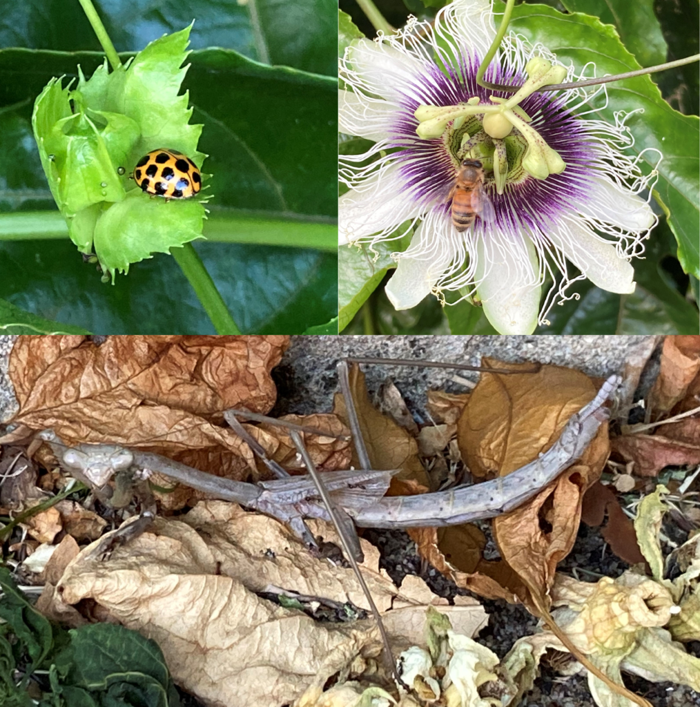 A ladybird, bee on a flower and stick insect
