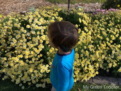 Child looking at yellow flowers